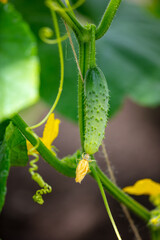 Close-up of a yellow flower on a cucumber plant.