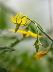 Close-up of flowers on a tomato plant.