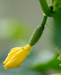 Close-up of a yellow flower on a cucumber plant.