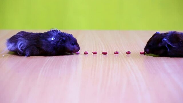 Two hamsters go to each other and eat peanuts peanuts