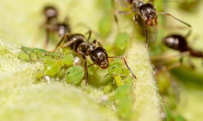 Close-up of an ant and aphid on a tree leaf.
