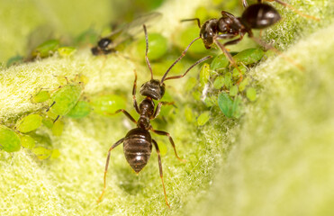 Close-up of an ant and aphid on a tree leaf.