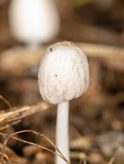 Close-up of white mushroom growing in the ground
