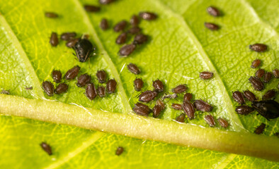 Close-up of aphids on a tree leaf.