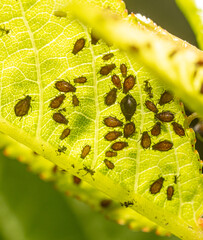 Close-up of aphids on a tree leaf.