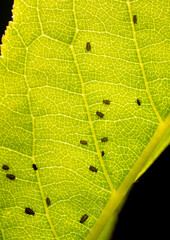 Close-up of aphids on a tree leaf.