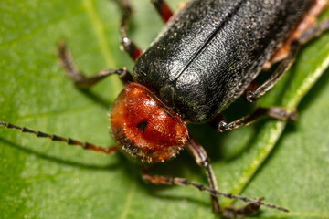 Close-up of a beetle on a leaf of a tree.