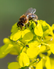 Bee on a yellow flower in nature.