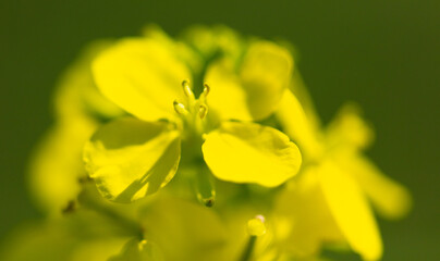 Small yellow flower in nature.