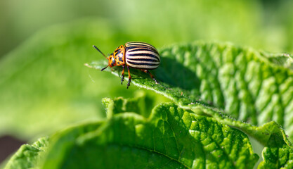 Close-up of Colorado potato beetle on potato leaves.