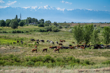 Naklejka na ściany i meble herd of cows in the field