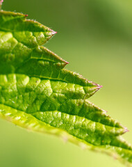Green leaf of a plant in nature.