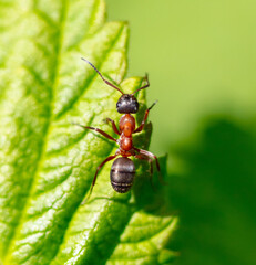 Close-up of an ant on a tree leaf.