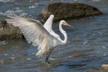 Great Eastern Egret spreading wings in readiness to fly