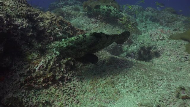 This is the 4d part of a 4 minute video of fighting Brown-spotted Groupers (Epinephelus coioides). The activity has increased. Female takes part in the battle 