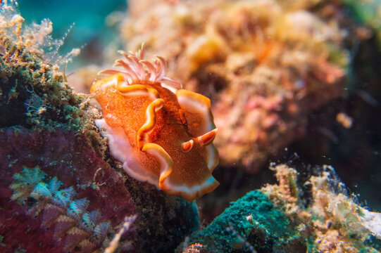Orange-margined Glossodoris (Glossodoris rufomarginata) nudibranch or sea slug at Little Lembeh II dive site in Sogod Bay, Southern Leyte, Philippines.  Underwater photography and travel.