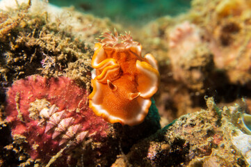 Fototapeta na wymiar Orange-margined Glossodoris (Glossodoris rufomarginata) nudibranch or sea slug at Little Lembeh II dive site in Sogod Bay, Southern Leyte, Philippines. Underwater photography and travel.