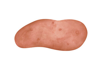 Watercolor potato isolated on a white background. Hand-drawn vegetable illustration for your design. Harvest object. Sweet potato clipart. Organic ingredient. Summer fresh food. Grocery element.