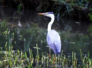 アオサギのお食事