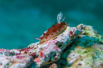 Tesselated Halgerda (halgerda tessellata) nudibranch or sea slug at Santa Sofia II dive site in Sogod Bay, Southern Leyte, Philippines.  Underwater photography and travel.