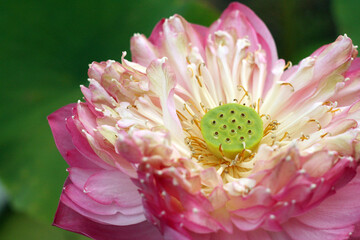 Pink lotus closeup