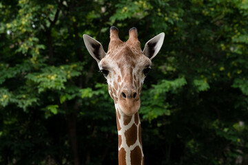 Close-up photo of giraffe face.