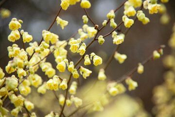 ロウバイ　蝋梅