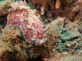 Girdled Glossodoris (Glossodoris acosti) nudibranch or sea slug during night dive at Padre Burgos Pier in Sogod Bay, Southern Leyte, Philippines.  Underwater photography and travel.