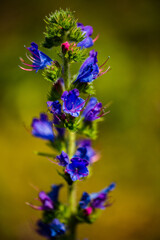 Fototapeta premium flower of a flower