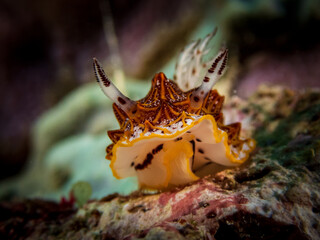 Tesselated Halgerda (halgerda tessellata) nudibranch or sea slug at Santa Sofia II dive site in Sogod Bay, Southern Leyte, Philippines.  Underwater photography and travel.