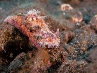 Girdled Glossodoris (Glossodoris acosti) nudibranch or sea slug during night dive at Padre Burgos Pier in Sogod Bay, Southern Leyte, Philippines.  Underwater photography and travel.