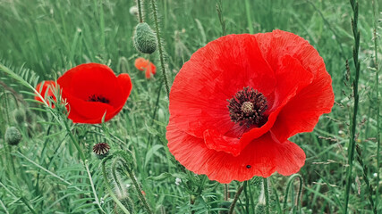 Poppies in the meadow wild poppy field.