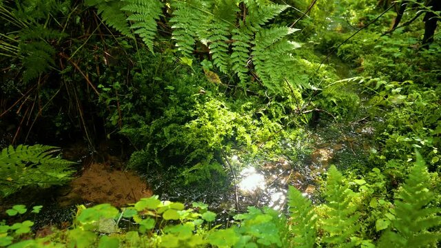 Small spring brook streaming through herb-rich terrain
