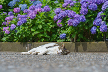 東京都　白山神社紫陽花とネコ