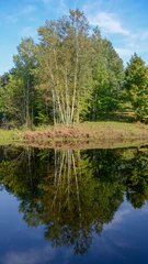 Foto auf Alu-Dibond Reflection in a pond of a stand of birch trees on a summer day in rural Minnesota, USA  © Barbara