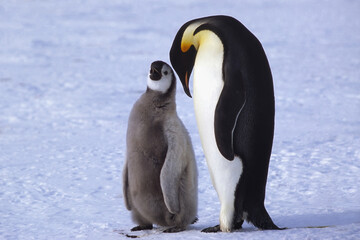 Adult and juvenile Emperor penguins (Aptenodytes forsteri) on ice floe, Atka Bay, Weddell Sea, Antarctica