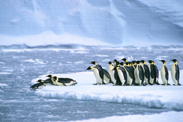 Emperor penguins (Aptenodytes forsteri) diving in the water near the German Neumayer Antarctic...