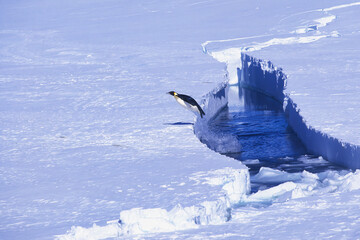 Emperor Penguin jumping out of the water, Riiser-Larsen Ice Shelf, Queen Maud Land Coast, Weddell Sea, Antarctica - obrazy, fototapety, plakaty