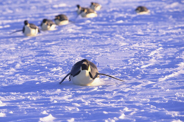 Emperor penguin (Aptenodytes forsteri) sliding on ice floe, Riiser-Larsen Ice Shelf, Queen Maud...