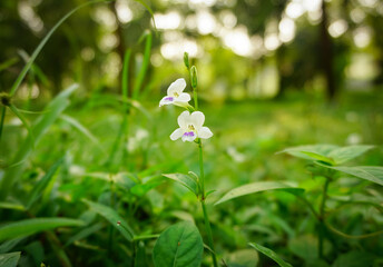 asystasia gangetica flowers with blurred background. White flowers on the bokeh background. Perfect for natural background or wallpaper