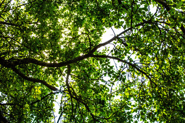 green leaves of a tree