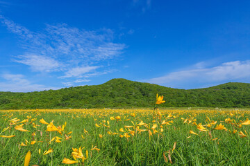 ニッコウキスゲの雄国沼 福島・裏磐梯
