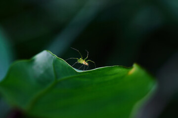 closeup view of spider isolated on green leaf