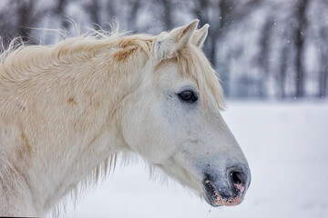 portrait of the head white mare left right
