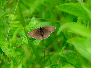 Ringlet butterfly with open wings amongst green leaves