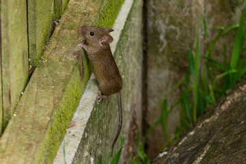 field mouse