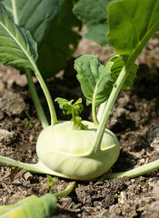 Fresh ripe head of green kohlrabi (Brassica oleracea Gongylodes Group) growing in homemade greenhouse, short before the harvest. Close-up. Organic farming, healthy food, BIO viands, back to nature.