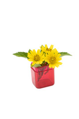 Three yellow butter daisy or melampodium flowers, green leaves in a red vase,front corner view, isolated  on white background.Melampodium divaricatum.