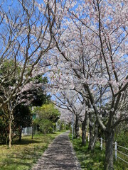 Obraz premium 満開の桜並木 日本の住宅街の小径