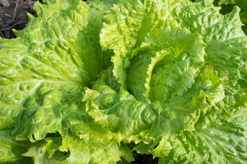 Fresh ripe head of lettuce cabbage (Lactuca sativa) with lots of leaves growing in homemade garden. Close-up. Organic farming, healthy food, BIO viands, back to nature concept.